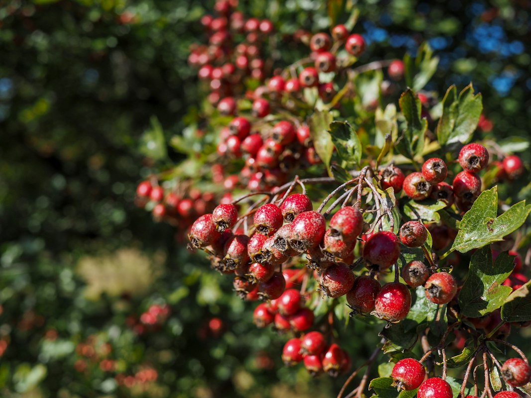Ružičky - antioxidant na kĺby
